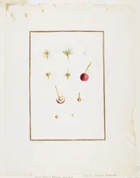 Botanisk dissektion: surkörsbär (Prunus cerasus), ca. 1778-90 (wc och grafit på papper)